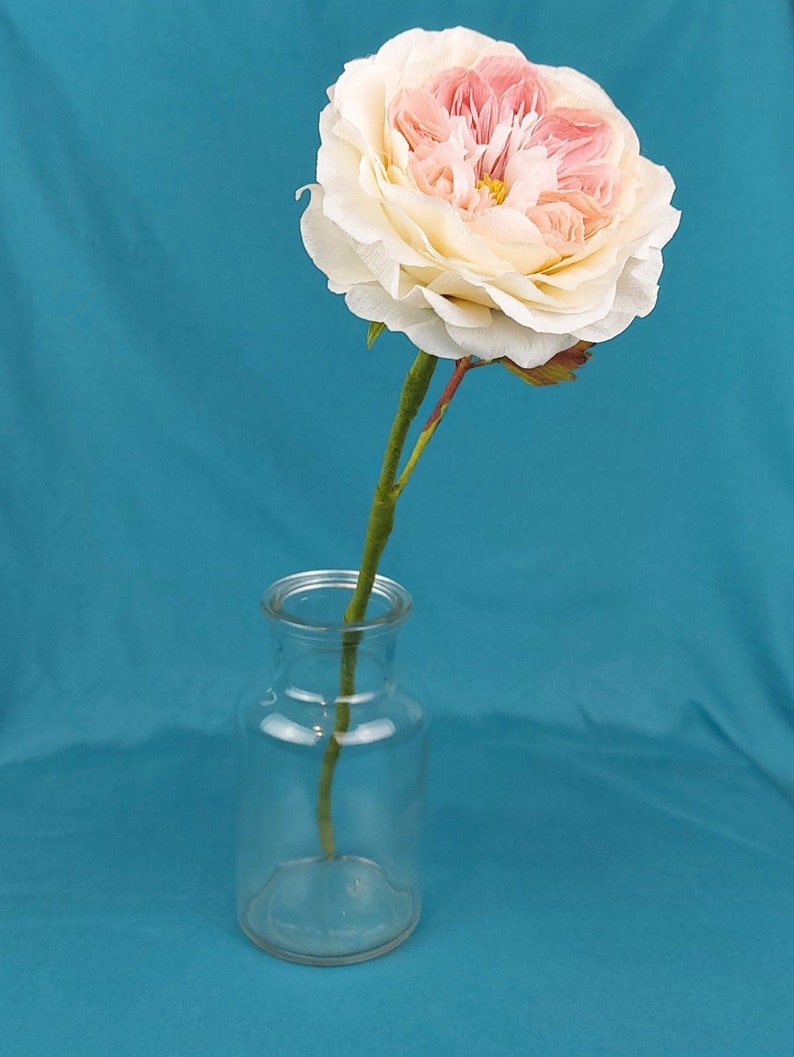 May include: A single, pale pink and white rose with a layered, ruffled center is displayed in a clear glass vase against a turquoise background.