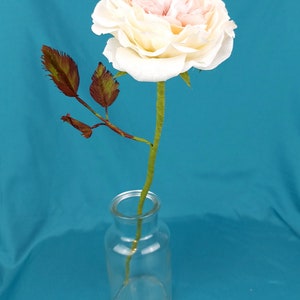 May include: A single white rose with a pink center, in a clear glass vase, against a teal blue background.