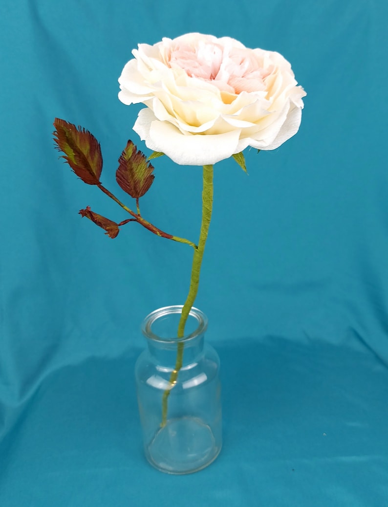 May include: A single white rose with a pink center, in a clear glass vase, against a teal blue background.