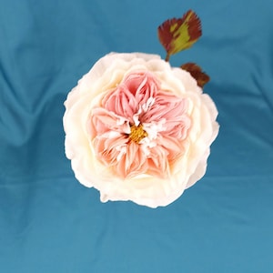 May include: A single, large, white rose with a pink center. The rose is in full bloom and has many petals. The rose is on a blue background.