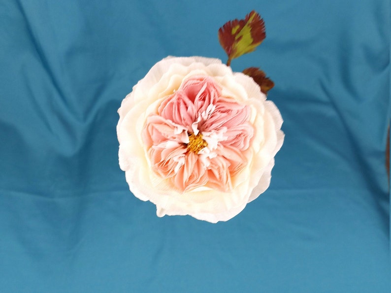 May include: A single, large, white rose with a pink center. The rose is in full bloom and has many petals. The rose is on a blue background.