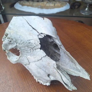 teschio di mucca o toro mediterraneo