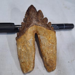 dente fossile Basilosaurus