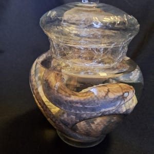 esemplare bagnato di serpente