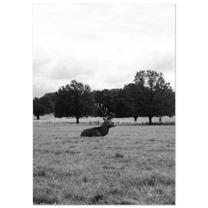 Poster in carta semi-lucida premium Richmond Park