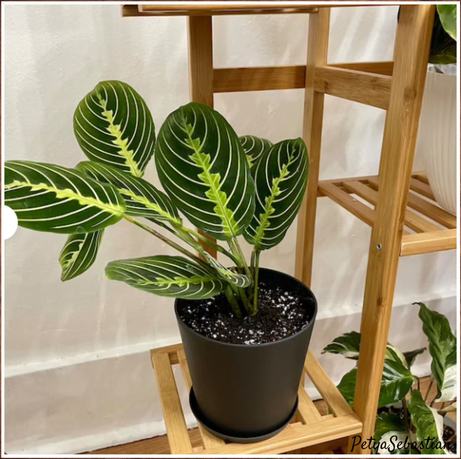 Lemon Lime Prayer Plant Maranta Rare Variety 4 or Etsy