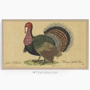 May include: A vintage illustration of a wild turkey with a green, brown, and black patterned body, a red head, and a long tail. The image is framed in a light wood frame and has the text "Der Truthahn" and "Meleagris Gallo-Paavo" in German.