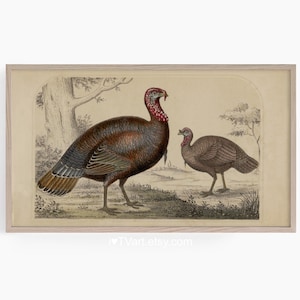 Samsung Frame TV Thanksgiving Turkey Screensaver Vintage Frame TV Fall TV Art Antique Lithograph Thanksgiving Turkey Screensaver Download