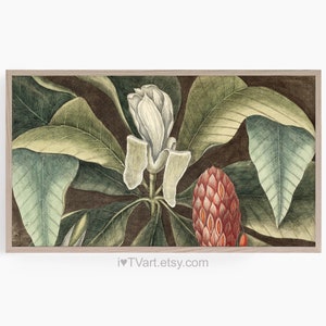 Samsung Frame TV Art  Magnolia southern Botanical Screensaver Illustration Vintage Nature Print Southern Style Art Samsung TV Brown Tones