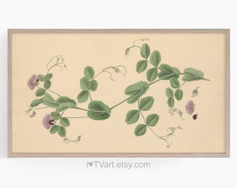 Samsung Frame TV Art Spring Flower tv Screensaver Sweet Pea Nature Print Frame TV Floral Illustration Botanical Garden Samsung Art Download