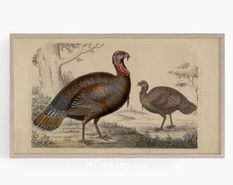 Samsung Frame TV Thanksgiving Turkey Screensaver Vintage Frame TV Fall TV Art Antique Lithograph Thanksgiving Turkey Screensaver Download
