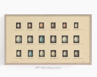 Samsung Frame TV Art Easter Eggs tv Screensaver Spring Nature Watercolor TV Art Bird Eggs Folk Art Pencil Illustration Instant Download