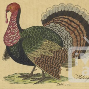 May include: A vintage illustration of a wild turkey with a red head and neck, green and black feathers, and a brown and gray tail. The turkey is standing on a green patch of grass. The text "Der Truthahn." is written in black ink at the bottom left of the image. The text "Meleagris Gallo Pavvo." is written in black ink at the bottom right of the image.