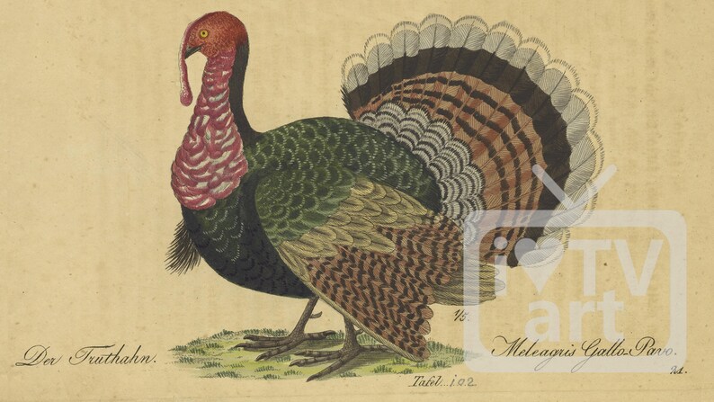 May include: A vintage illustration of a wild turkey with a red head and neck, green and black feathers, and a brown and gray tail. The turkey is standing on a green patch of grass. The text "Der Truthahn." is written in black ink at the bottom left of the image. The text "Meleagris Gallo Pavvo." is written in black ink at the bottom right of the image.
