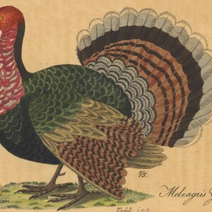 May include: A detailed illustration of a wild turkey with a red head and neck, green and brown feathers, and a fanned tail. The illustration is on a beige background with the text "Meleagris Gallo-Pavo" and "Tafel 192" in black.
