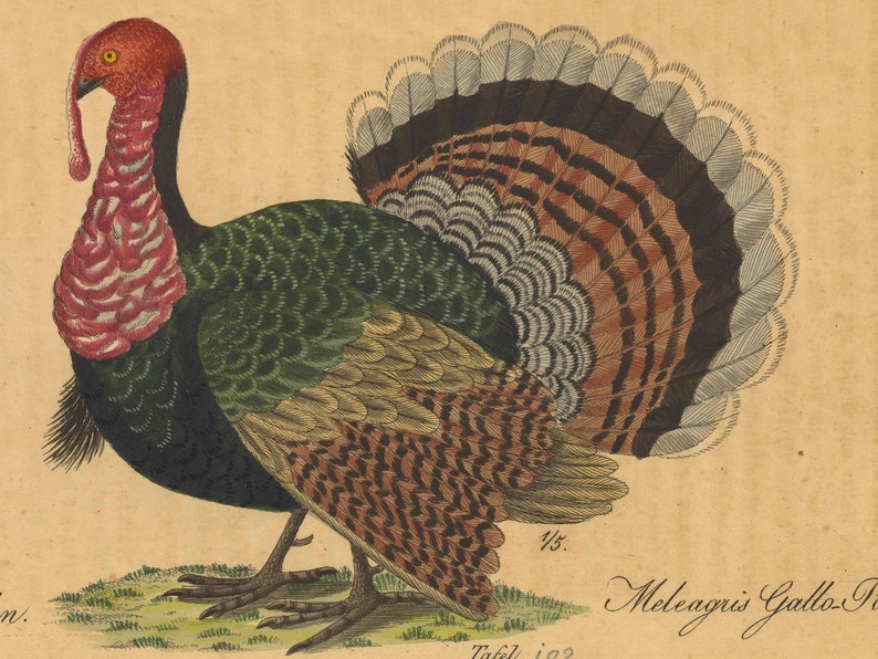 May include: A detailed illustration of a wild turkey with a red head and neck, green and brown feathers, and a fanned tail. The illustration is on a beige background with the text "Meleagris Gallo-Pavo" and "Tafel 192" in black.