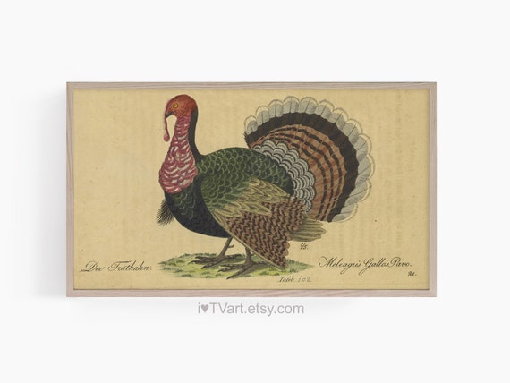 Samsung TV Art Thanksgiving Turkey tv Screensaver Turkey Frame TV Art Fall TV Art Antique Nature tv art Cabin Farmhouse tv art Thanksgiving