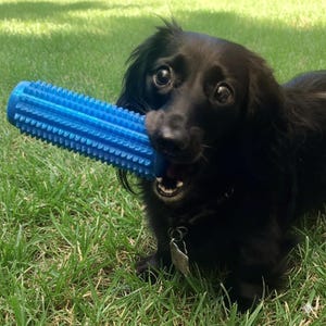 Giocattolo per cani – Bastoncino galleggiante in TPU con texture appuntita di Raevyn, di grandi dimensioni e sicuro, per la pulizia dei denti.