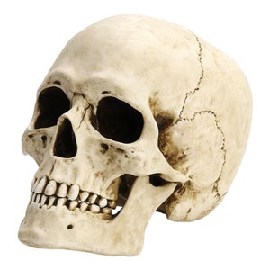 Human Skull with movable jaw White Finish Realistic Cold Cast Resin Statue Sculpture