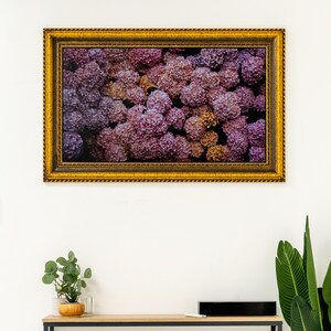 K&ouml;nnte beinhalten: Gerahmter Kunstdruck mit einem Nahaufnahme-Motiv von rosa und lila Hortensien. Das Kunstwerk ist in einem goldfarbenen, verzierten Rahmen gefasst. Es h&auml;ngt an einer wei&szlig;en Wand &uuml;ber einem Holztisch.