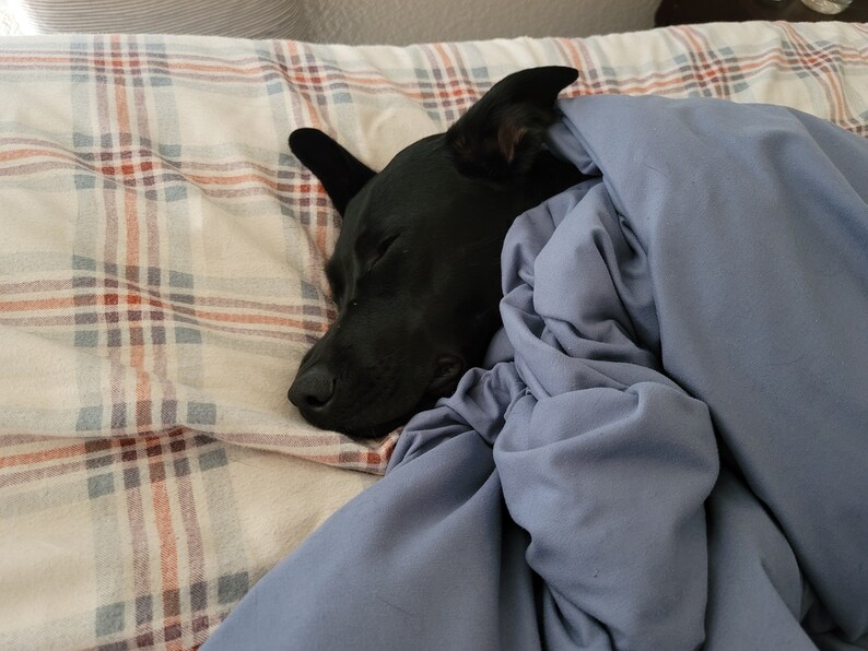 May include: A black dog is sleeping under a blue blanket on a plaid bed.