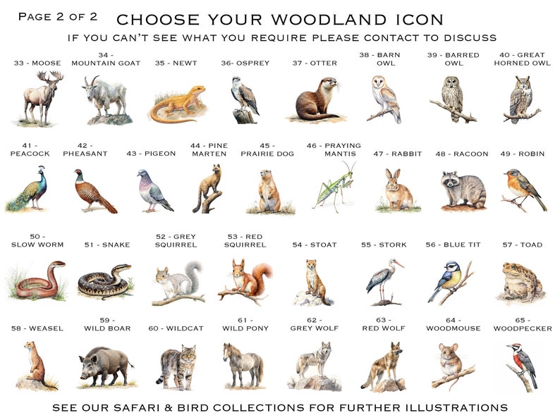 May include: A page from a woodland icon guide with illustrations of animals and birds. The page includes a moose, mountain goat, newt, osprey, otter, barn owl, barred owl, great horned owl, peacock, pheasant, pigeon, pine marten, prairie dog, praying mantis, rabbit, raccoon, robin, slow worm, snake, grey squirrel, red squirrel, stoat, stork, blue tit, toad, weasel, wild boar, wildcat, wild pony, grey wolf, red wolf, woodmouse, and woodpecker.