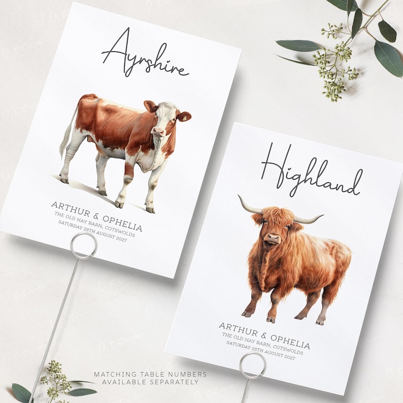 May include: Two table cards with illustrations of cows. The top card features a brown and white Ayrshire cow with the text "Ayrshire" and "Arthur & Ophelia The Old Hay Barn, Cotswolds Saturday 25th August 2027". The bottom card features a brown Highland cow with the text "Highland" and "Arthur & Ophelia The Old Hay Barn, Cotswolds Saturday 25th August 2027".