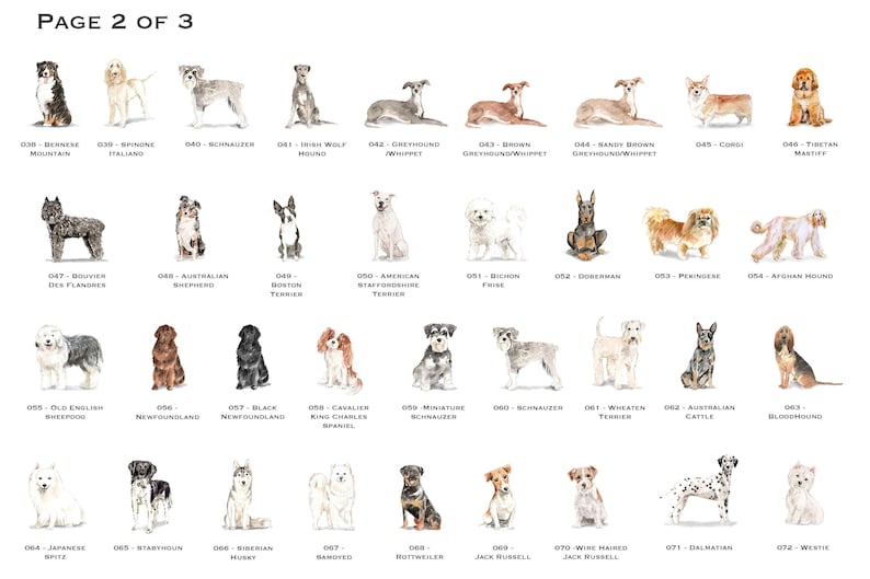以下が含まれることがあります： 24種類の異なる犬種の水彩画イラスト。それぞれにユニークな名前と品種ラベルが付いています。犬は座っている、立っている、横になっているなど、さまざまなポーズで描かれています。イラストはリアルなスタイルで描かれており、毛並み、目、表情に細心の注意が払われています。