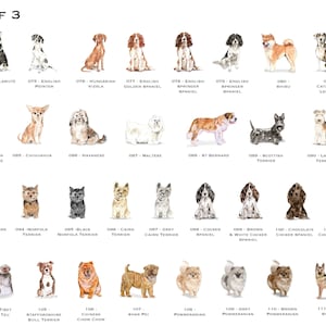 以下が含まれることがあります： 水彩画で描かれた様々な犬種のイラストが載っているチャート。各犬種には番号と名前が付けられています。チャートは3ページに分かれており、これは3ページ目です。