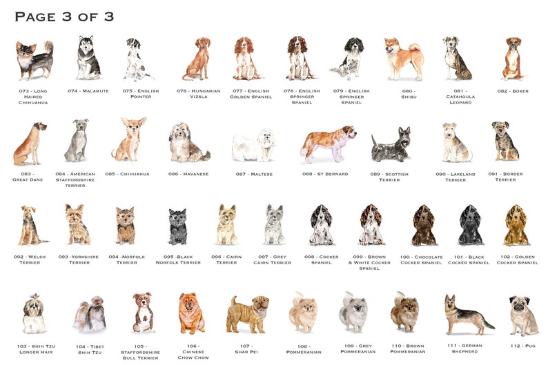 以下が含まれることがあります： 水彩画で描かれた様々な犬種のイラストが載っているチャート。各犬種には番号と名前が付けられています。チャートは3ページに分かれており、これは3ページ目です。