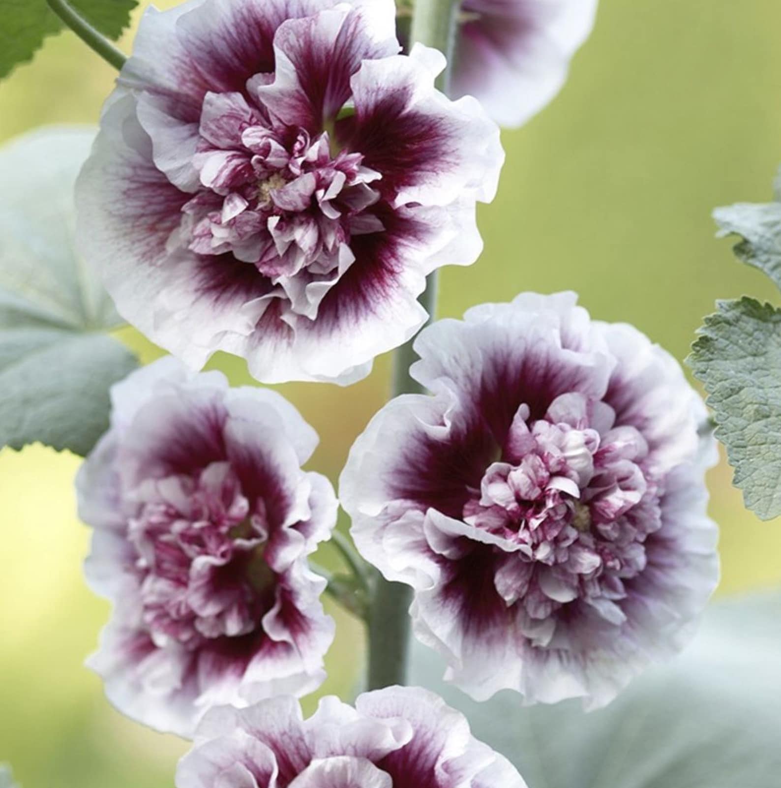 Double Purple Hollyhock Seeds Perennial Flower Seed x25pcs Etsy