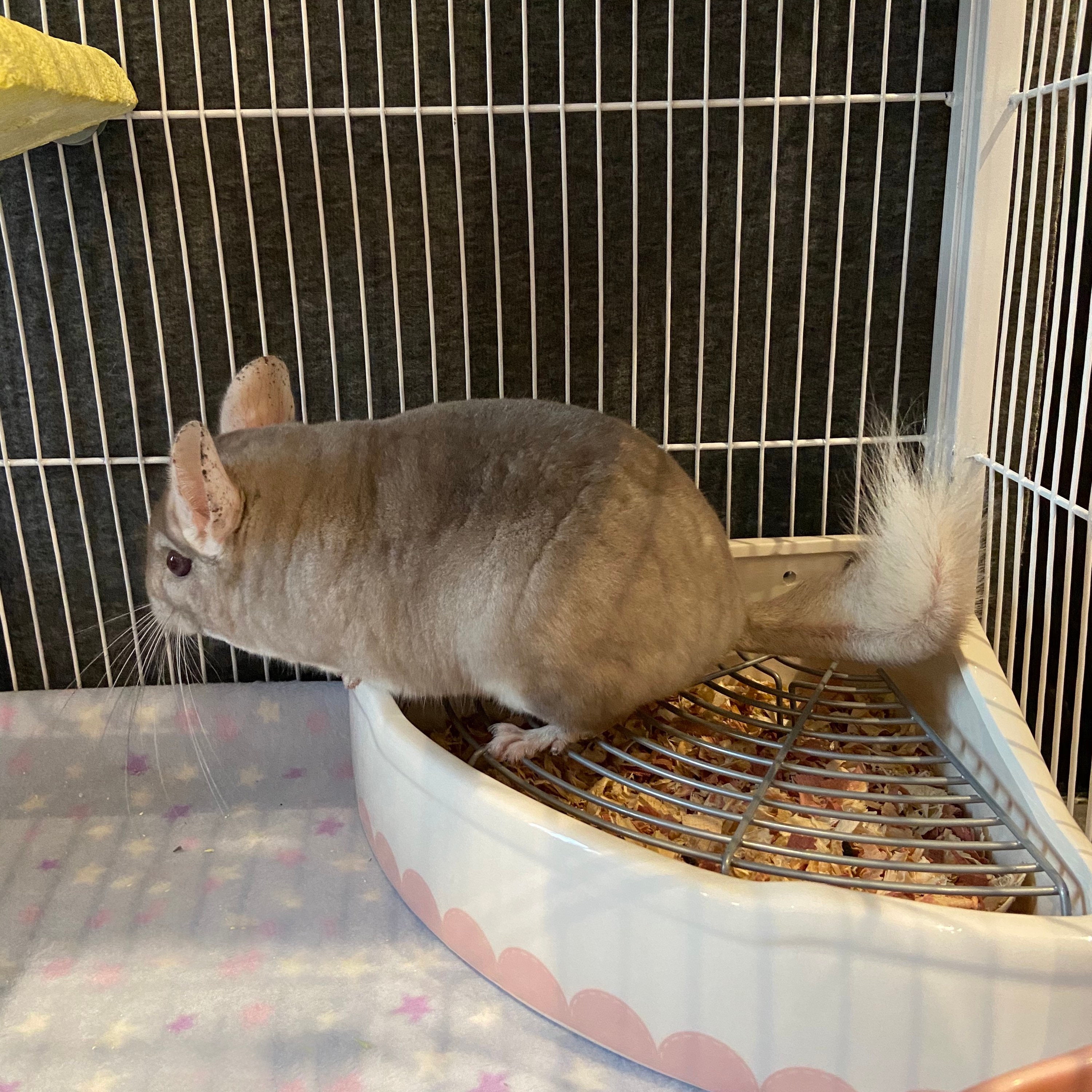 Soldout currently chinchilla ceramic litter box litter tray Etsy