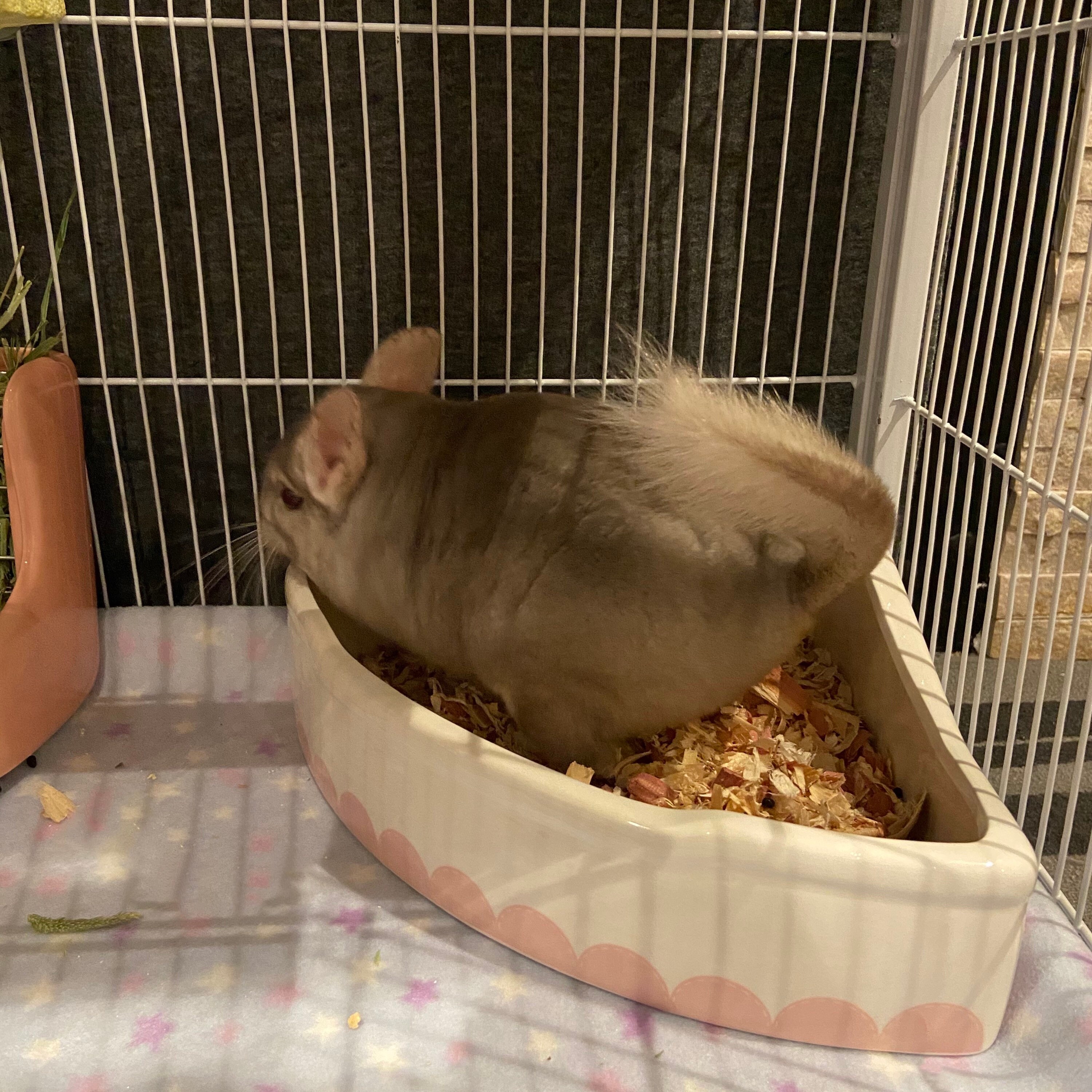 Soldout currently chinchilla ceramic litter box litter tray Etsy