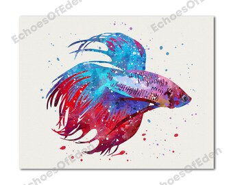 splendid betta