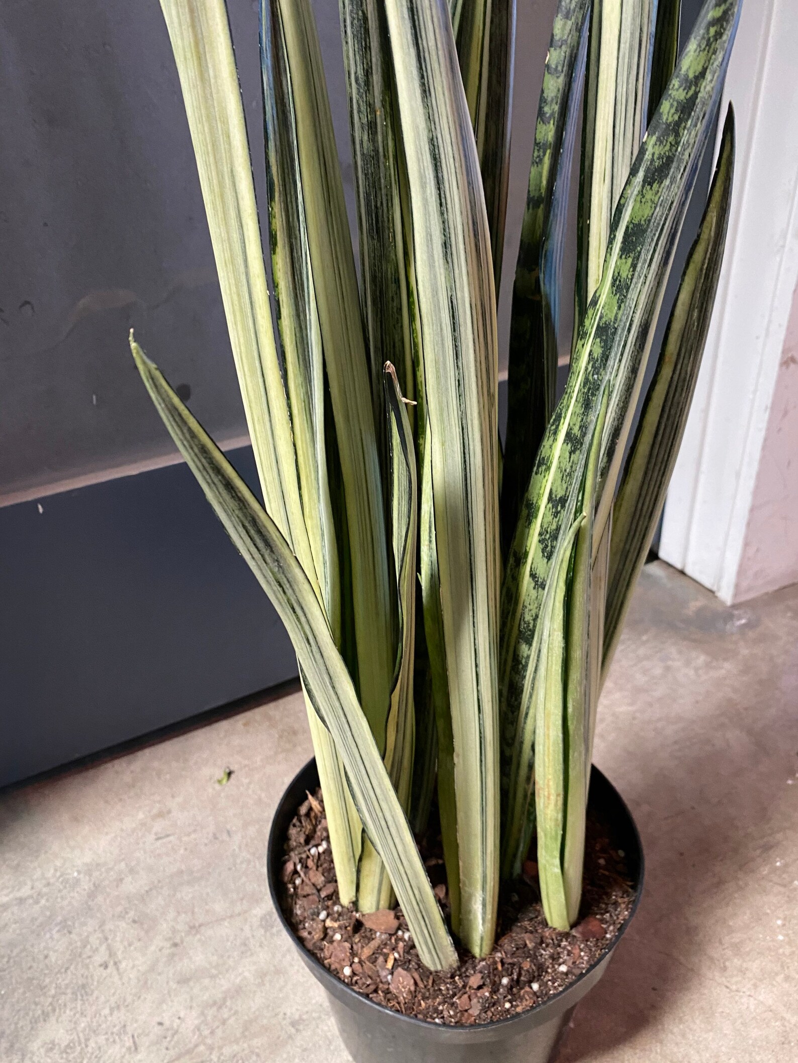 Bantel's Sensation Snake Plant
