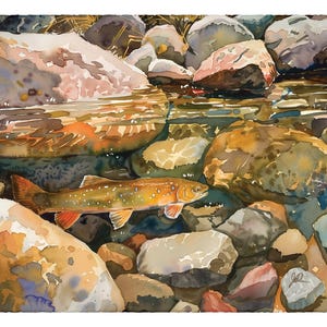 May include: A watercolor painting of a brown trout swimming in a clear stream with rocks on the bottom.