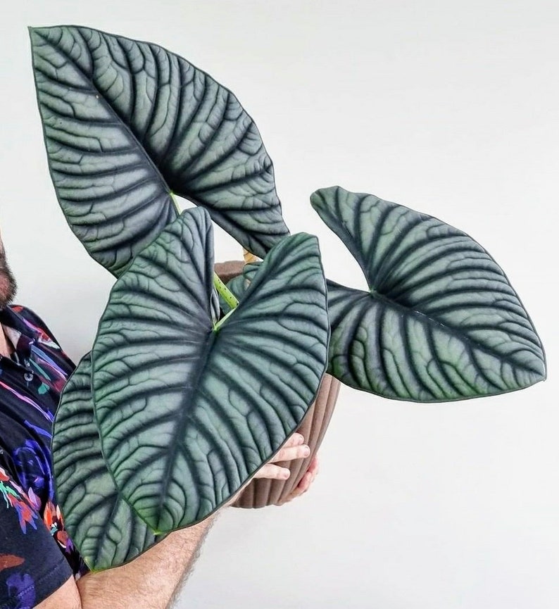 Alocasia Nebula 'imperialis' Live Plant Free Shipping Etsy