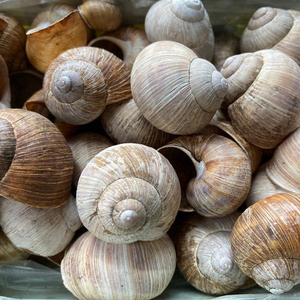 Weinbergschnecken natur, Schneckenhaus groß, 12 Stück, Fischhöhle, Floristik, Basteln, Naturdeko