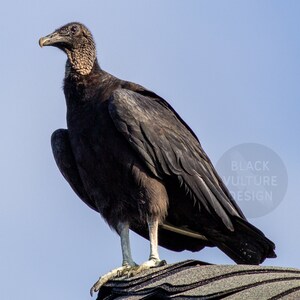 Artificielle noire vautour OISEAU réaliste Taxidermy