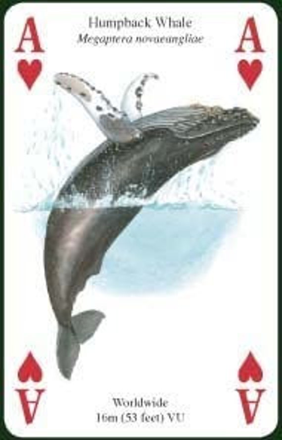 Mazzo Di 52 Carte Da Gioco + Jolly Con Illustrazioni Di Balene E Delfini, HPC