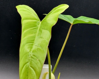 Philodendron pinnatilobum Aff