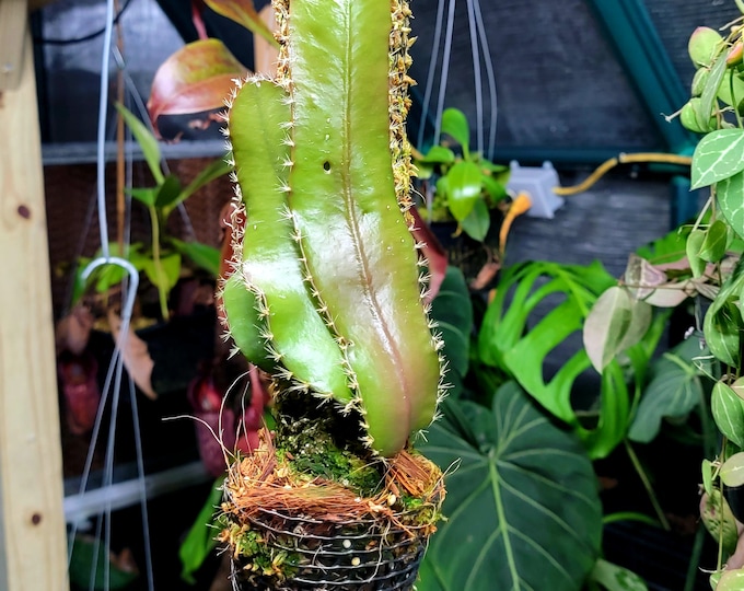 Strophocactus Wittii **very Rare Find** Etsy