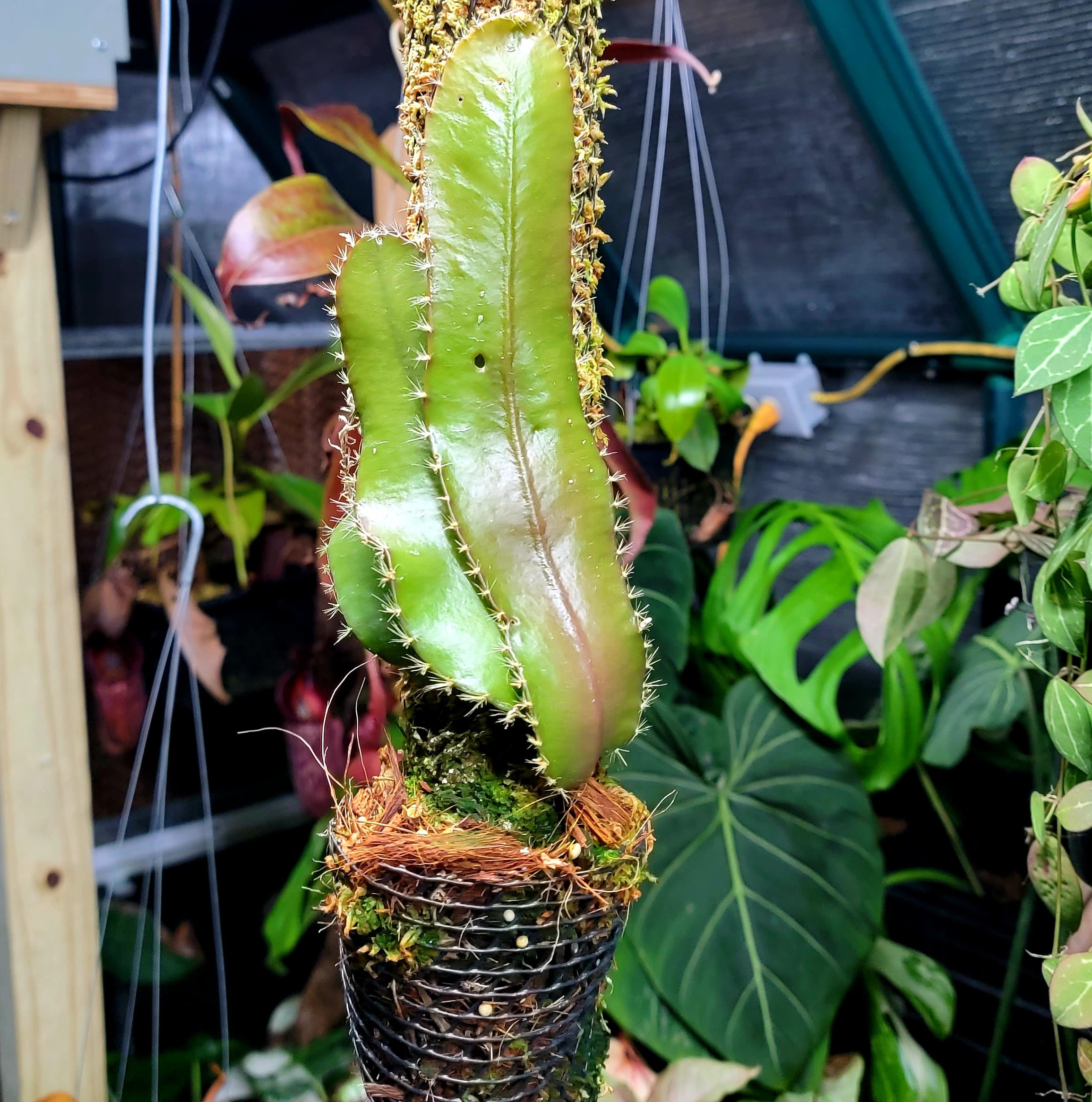 珍種 初出品！ Strophocactus wittii 子株 着生サボテン 珍種 初出品