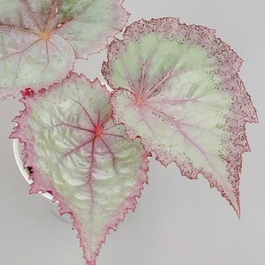 Begonia 'Glamorous'