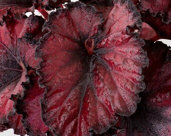 Begonia 'Little Red Ridinghood'