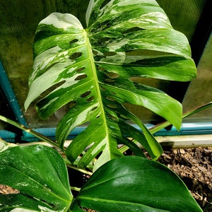 Monstera albo borsigiana exact Plant image 1