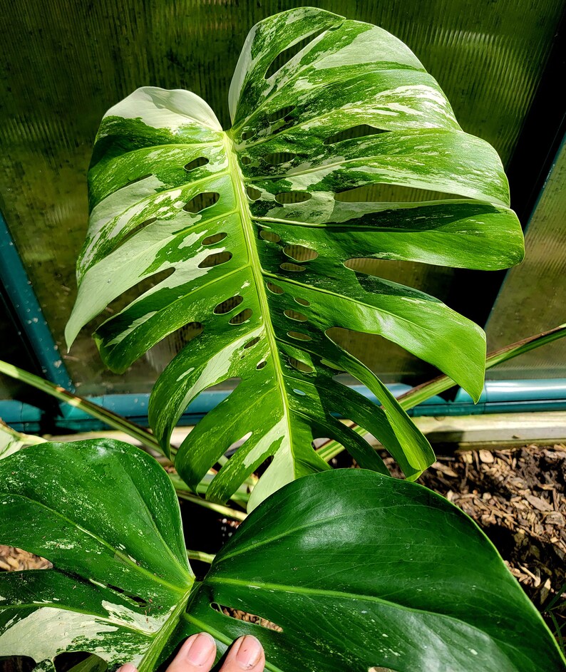 Monstera albo borsigiana exact Plant image 1