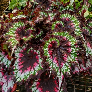 Begonia "Cosmic Candy"