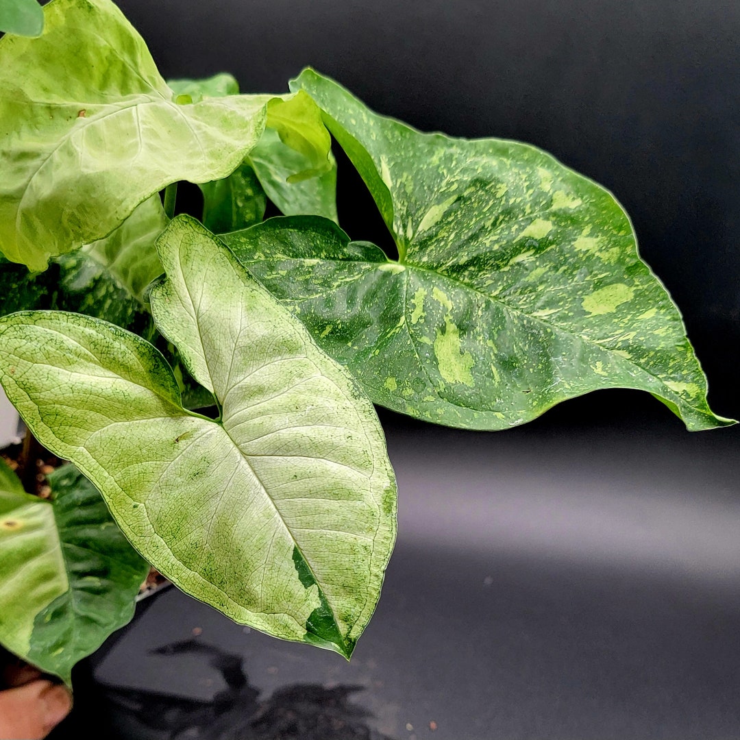 Syngonium Panda main image 1