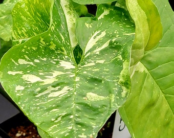 Syngonium podophyllum 'Panda'